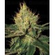 Cannalope Haze DNA Genetics