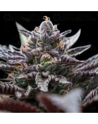 Double Stuffed Sorbet DNA Genetics