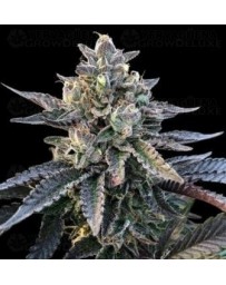 Gelato Sorbet DNA Genetics