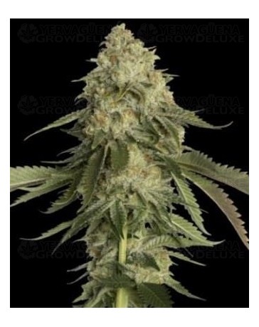 Golden Berry DNA Genetics