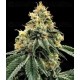 Kosher Dawg DNA Genetics