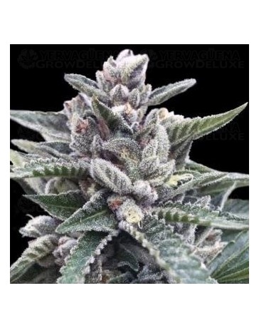 Kosher Sorbet DNA Genetics