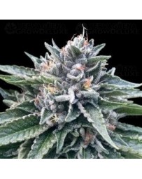 Sorbet #4 DNA Genetics