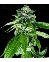 Sorbet Dreams DNA Genetics