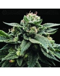 Sorbet Stash DNA Genetics