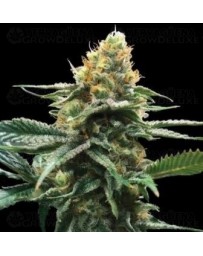 Sour Sorbet DNA Genetics