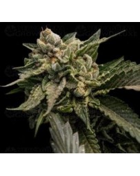 Strawberry Sorbet DNA Genetics