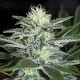 White Widow Dinafem