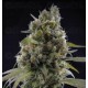 Solodiol CBD Elite Seeds