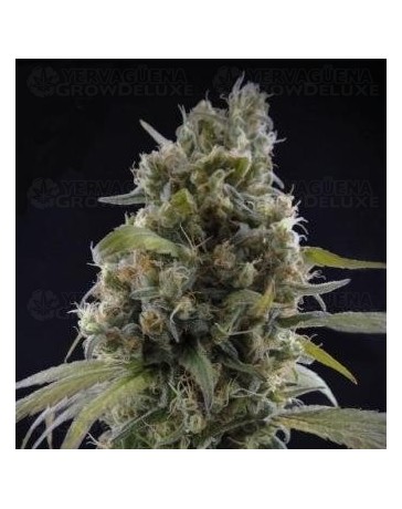 Solodiol CBD Elite Seeds