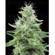 Gorilla Candy Eva Seeds