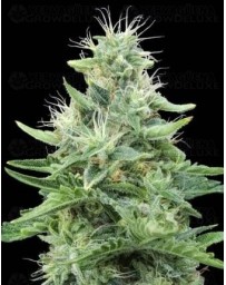 Gorilla Candy Eva Seeds