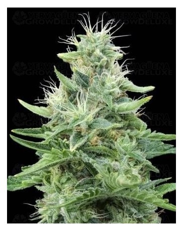 Gorilla Candy Eva Seeds