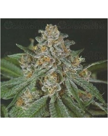 Doja Bubba Berry Green Devil