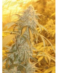 Orange Kush Green Devil