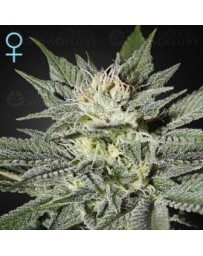 King's Kush CBD Green House