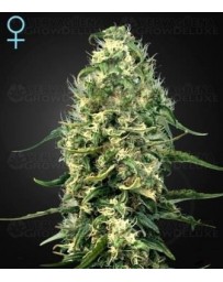 Super Silver Haze CBD Green House