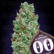 Auto Blueberry 00 Seeds Autofloreciente