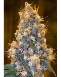 Blue Fire Humboldt Seeds
