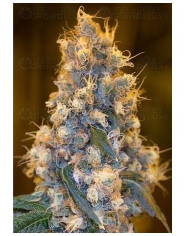 Blue Fire Humboldt Seeds