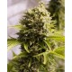 Bubba Cheese Humboldt Seeds Autofloreciente