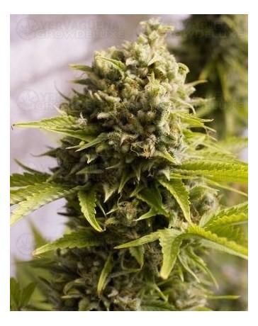 Bubba Cheese Humboldt Seeds Autofloreciente