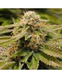 Gorilla Breath Humboldt Seeds