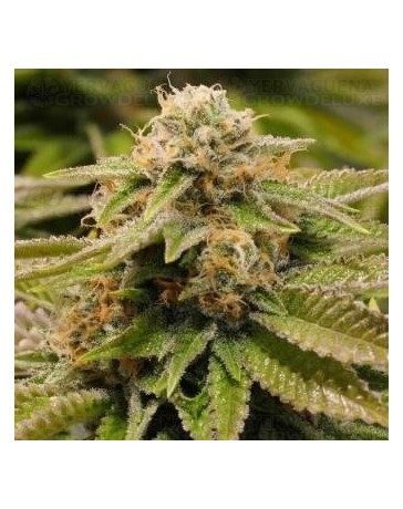 Gorilla Breath Humboldt Seeds