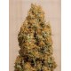 Green Crack CBD Humboldt Seeds