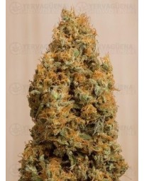 Green Crack CBD Humboldt Seeds