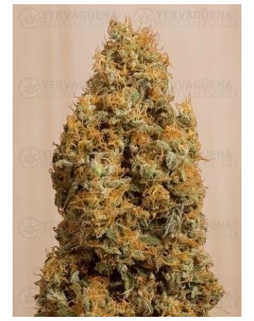 Green Crack CBD Humboldt Seeds