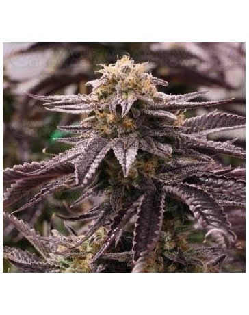 OGKZ Humboldt Seeds