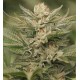 Sapphire Scout Humboldt Seeds