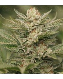 Sapphire Scout Humboldt Seeds