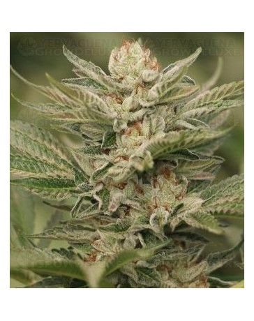 Sapphire Scout Humboldt Seeds