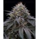 Sugar Breath Humboldt Seeds