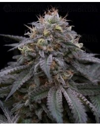 Sugar Breath Humboldt Seeds