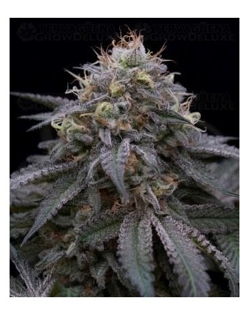 Sugar Breath Humboldt Seeds