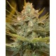 Three Blue Kings Humboldt Seeds