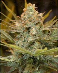 Three Blue Kings Humboldt Seeds