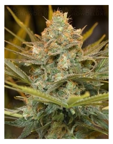 Three Blue Kings Humboldt Seeds