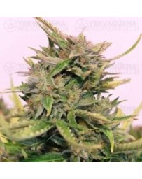 Baby Boom CBD  Kannabia Autofloreciente