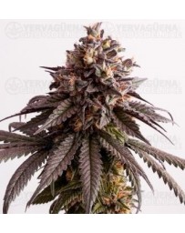 Gelato-K Kannabia