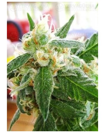 AK-48 Nirvana Autofloreciente