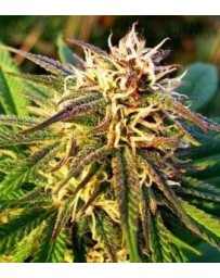 Blue Mystic Nirvana Autofloreciente