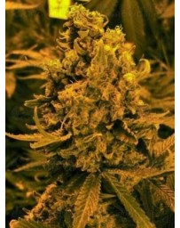 Blueberry Kush Nirvana Autofloreciente