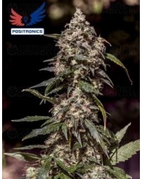 CBD+ 1:20 Positronics
