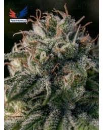 Crazy Lazy Positronics