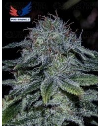 Mystic Cookie Positronics