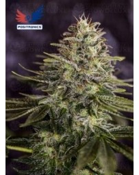 Sticky Dream Positronics